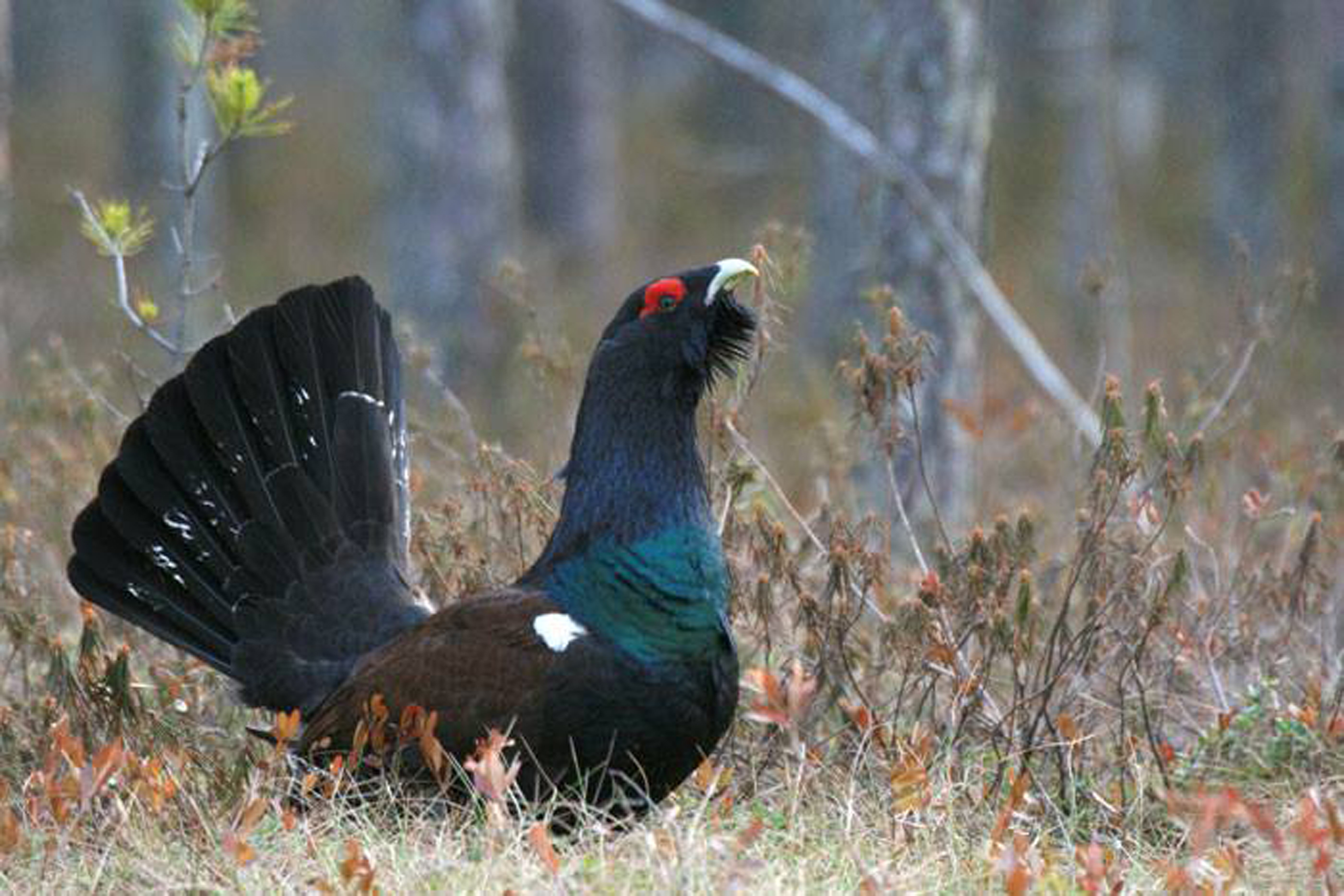 Familienurlaub am Ochsenkopf: Ökosystem Wald entdecken - Wintererlebnisse im Fichtelgebirge